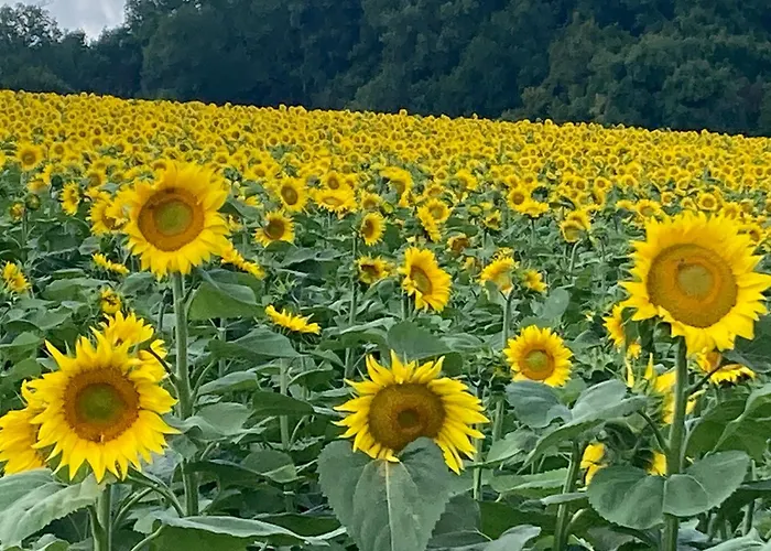 Les Ganivelles Kwatera prywatna Saint-Dizant-du-Gua